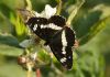 White Admiral at Belfairs N.R. (Steve Arlow) (90424 bytes)